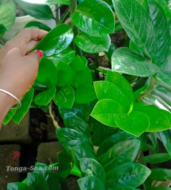 photo 1 de l annonce