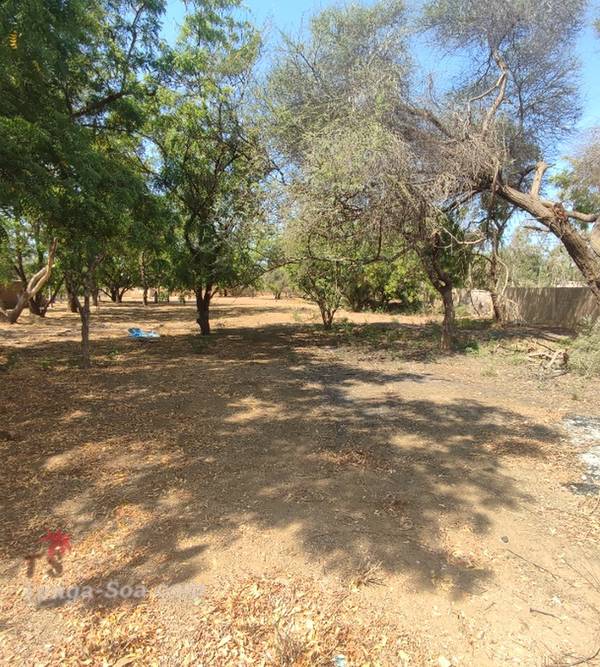 photo 2 de l annonce