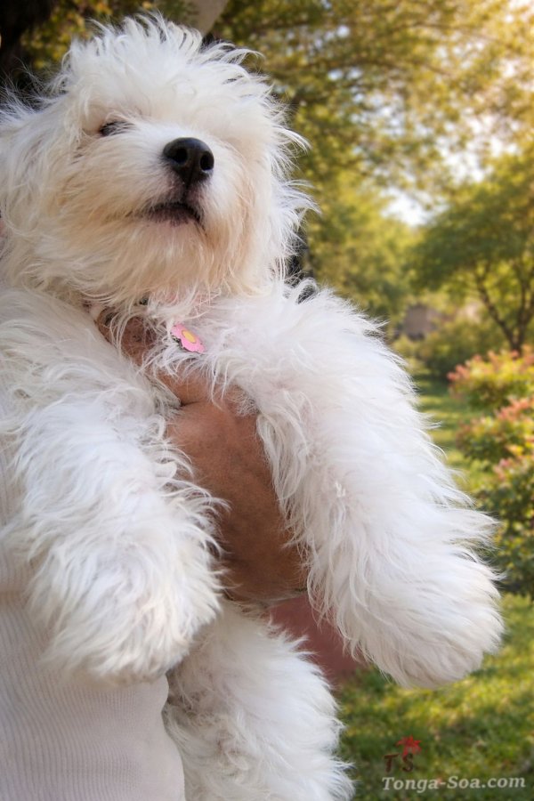 Coton de tuléar avec pédigrée