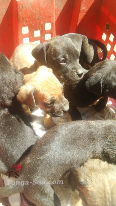 photo 1 de l annonce