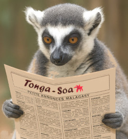 Mentions légales Tonga-Soa